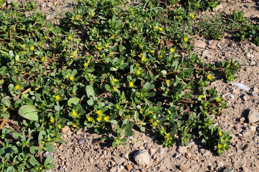 Golden Purslane Vegetable Seeds for Planting – Heirloom Non-GMO Garden Seeds