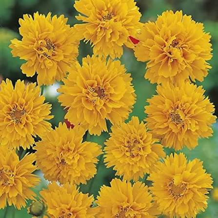 Golden Yellow Early Sunrise Flowers in Sunny Garden
