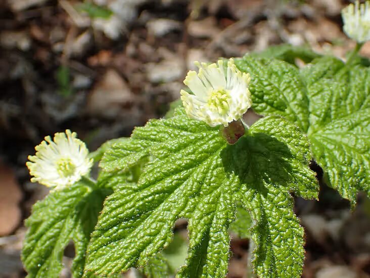 Goldenseal Root Herb Seeds for planting with Hydrastis canadensis woodland herb foliage