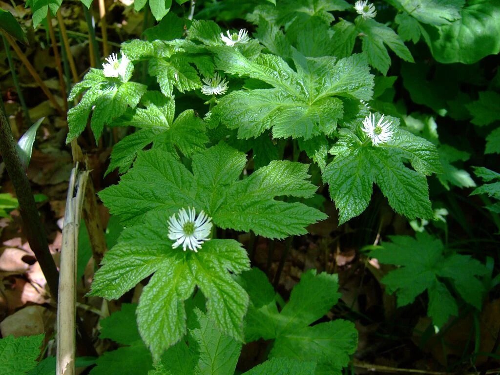 Goldenseal Root Herb Seeds for planting with Hydrastis canadensis woodland herb foliage