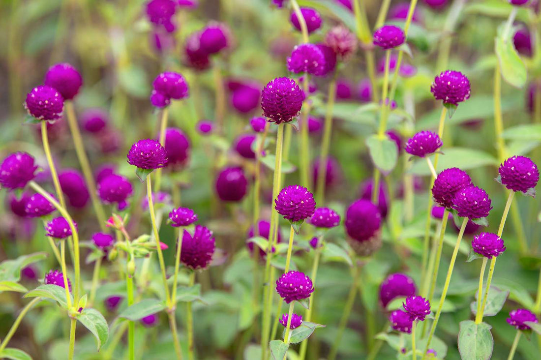 Gomphrena flower seeds