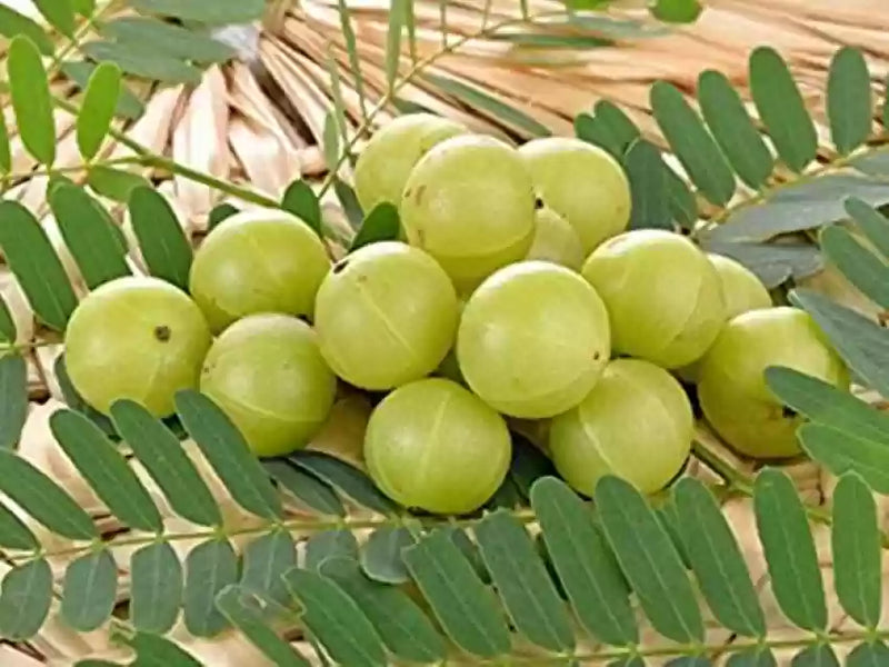 Gooseberry Fruit Seeds for Planting – Heirloom Non-GMO Garden Seeds