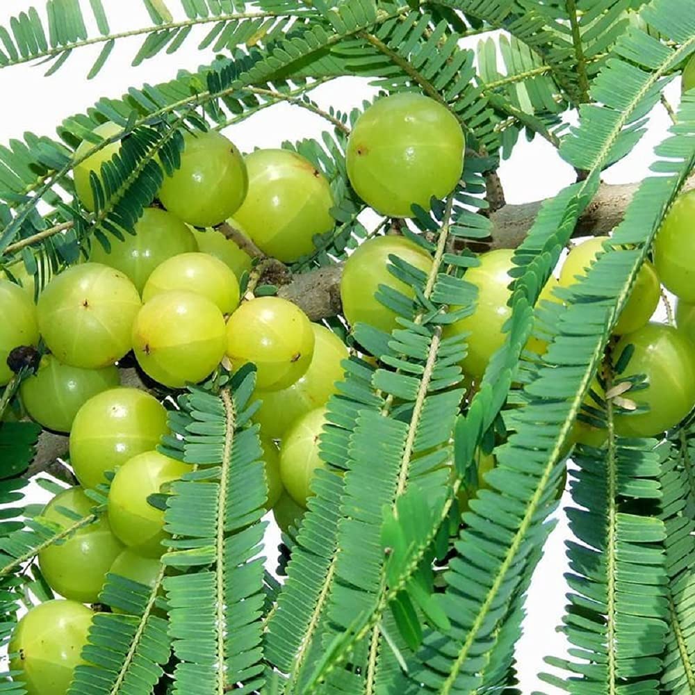 gooseberry fruit seeds