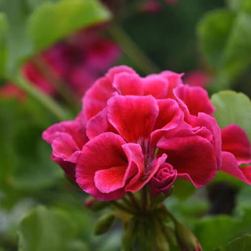 Pink Pelargonium Geranium plant