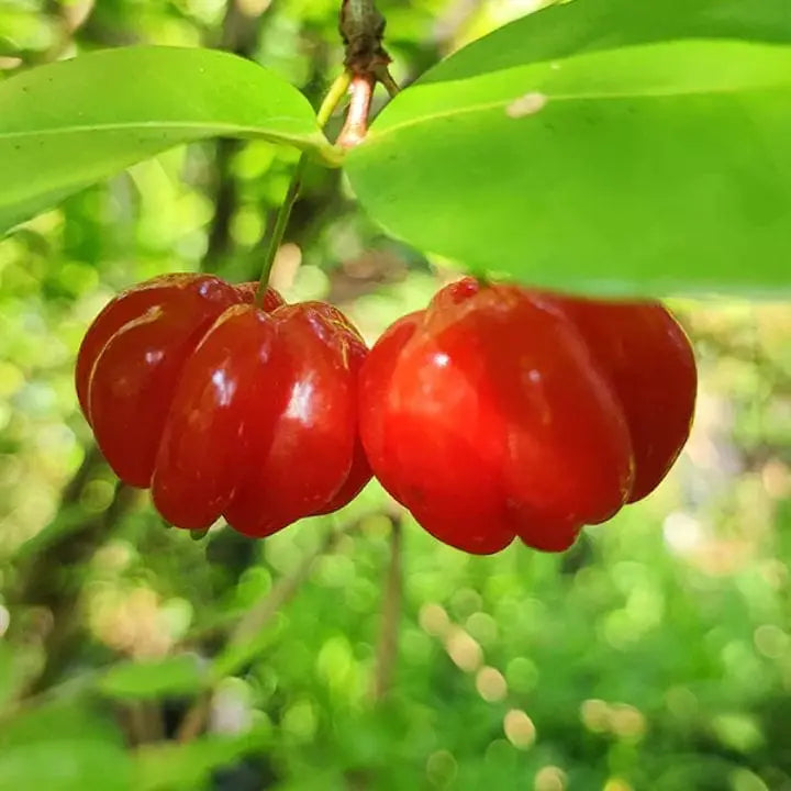 Surinam Cherry Seeds for Planting – Tropical Berry Garden Seeds