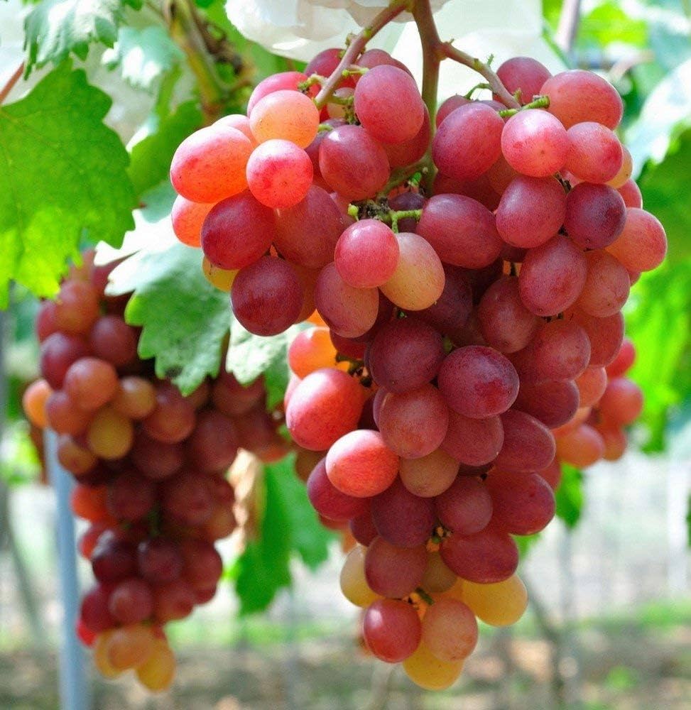 red green grape seeds