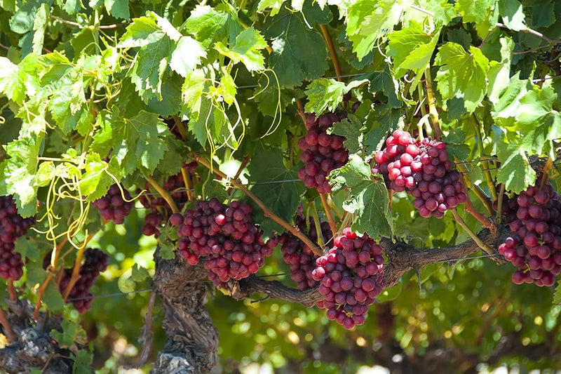 Grape Vitis vinifera Fruit Seeds for Planting – Heirloom Non-GMO Garden Seeds