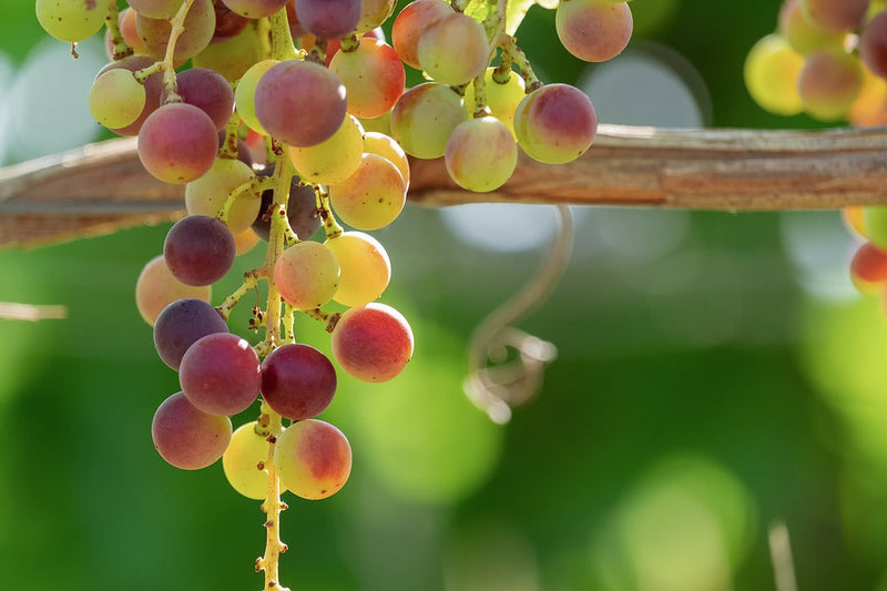 Green and Red Grape Fruit Seeds for Planting – Heirloom Non-GMO Garden Seeds