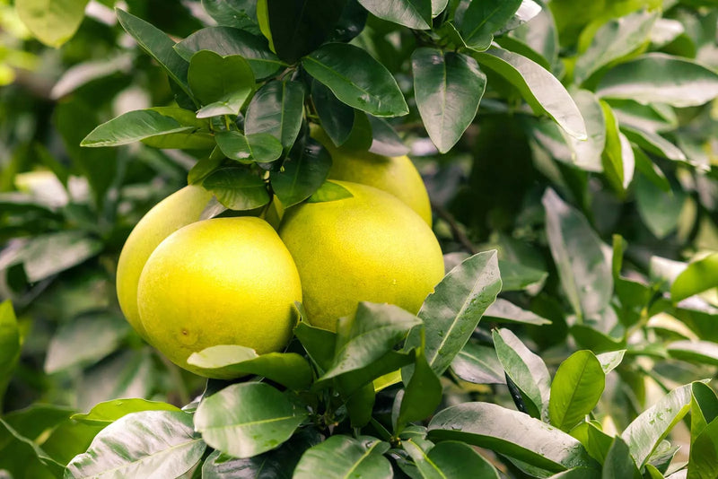 Green Grapefruit Fruit Seeds for Planting – Heirloom Non-GMO Garden Seeds