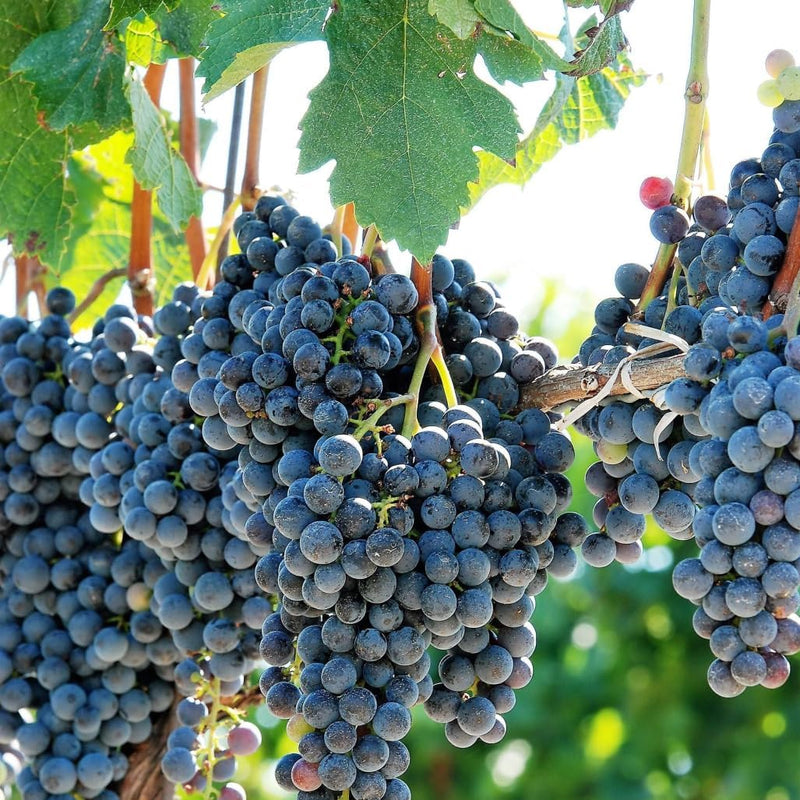 Vitis Riparia Riverbank Grape Fruit Seeds for Planting – Heirloom Non-GMO Garden Seeds