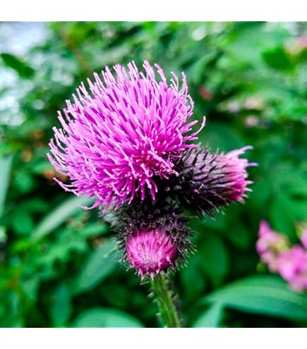 Great Burdock Herb Seeds for Planting – Heirloom Non-GMO Garden Seeds