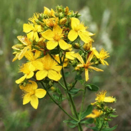 Great Saint John's Wort Herb Seeds for Planting – Heirloom Non-GMO Garden Seeds