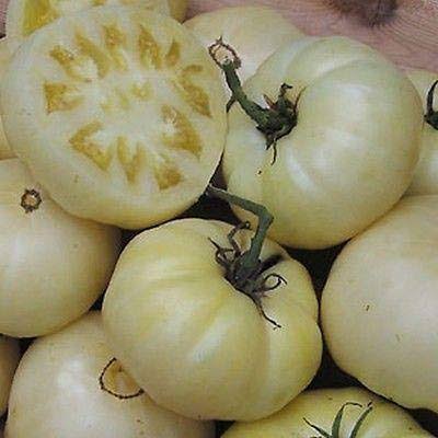 Great White Tomato Seeds for Planting producing large creamy-white heirloom beefsteak tomatoes with juicy flesh in home vegetable gardens