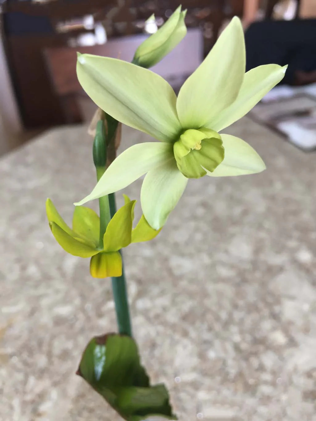 Light Green flower seeds