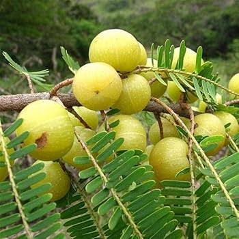 Green Amla Fruit Seeds for Planting for Growing Indian Gooseberry Trees