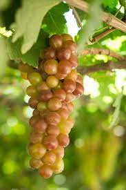 green red grape seeds