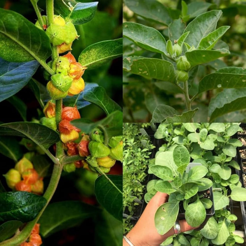 Green Ashwagandha herb plant growing in a home herbal garden