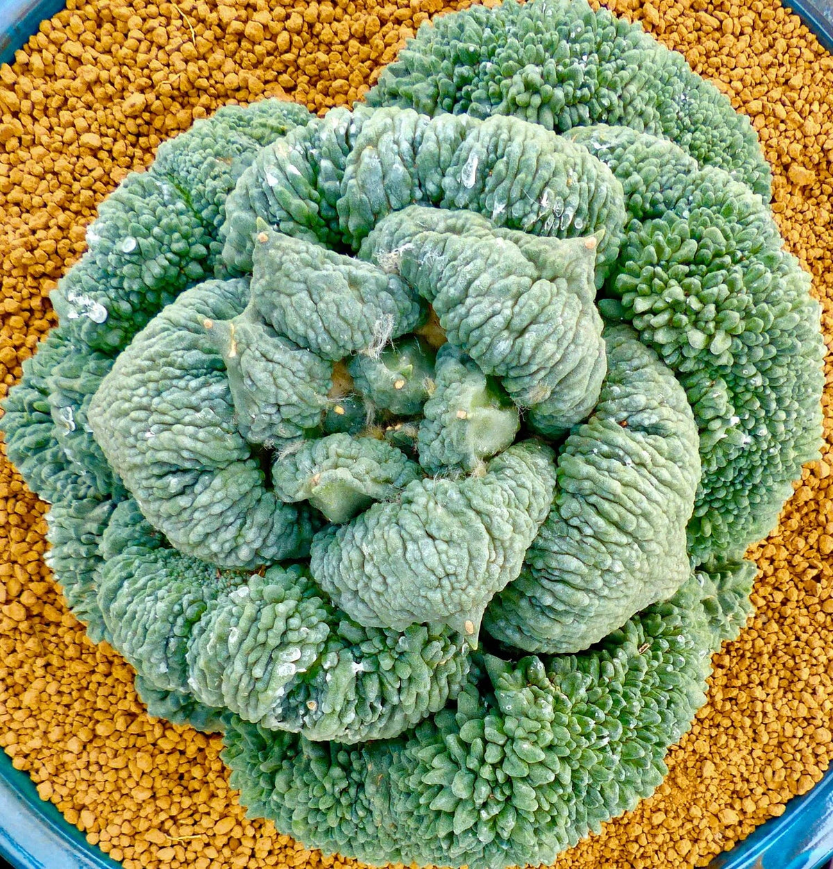 Green Austrocylindropuntia cactus growing from seeds for planting with upright green stems