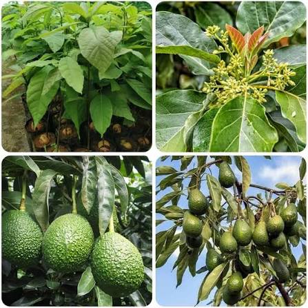 Green Avocado Fruit Seeds for Planting – Avocado Tree Garden Seeds