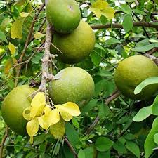 Bael Tree with Green Aromatic Foliage