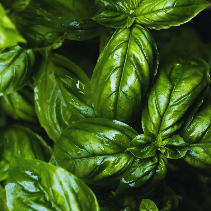 Green Basil Seeds