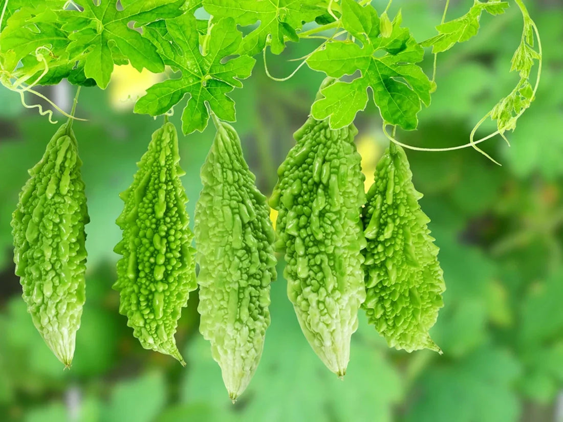 Green Bitter Gourd Seeds
