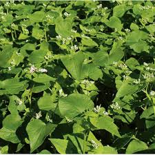 Buckwheat Flowers Attracting Pollinating Insects