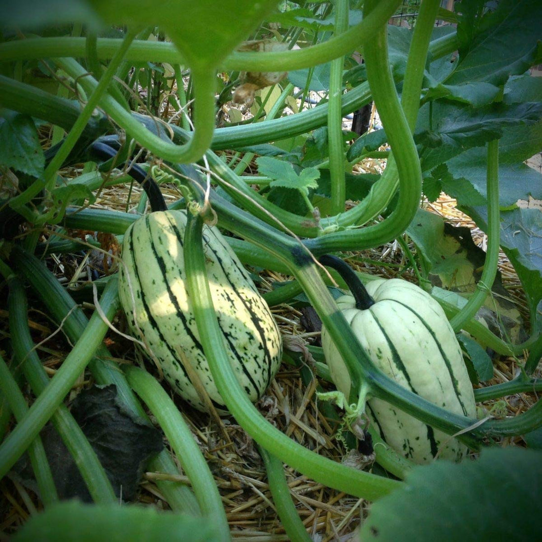 Bush Delicata Squash Seeds