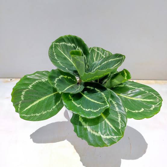 Green Calathea plant seeds for planting with lush tropical foliage