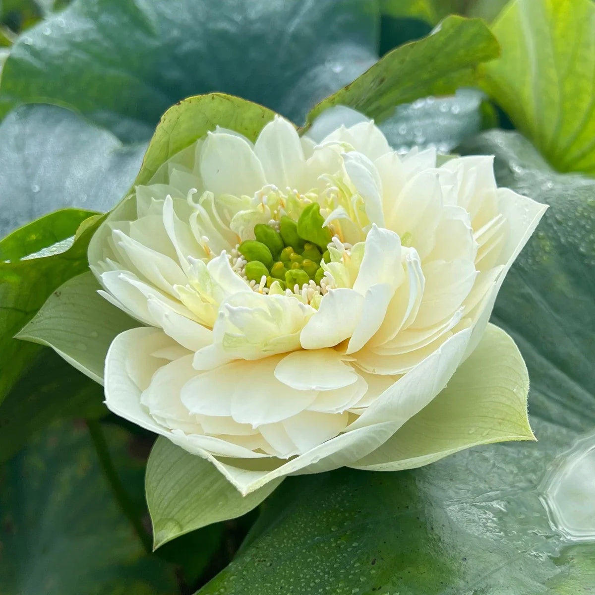 Exotic Collector’s Lotus plant