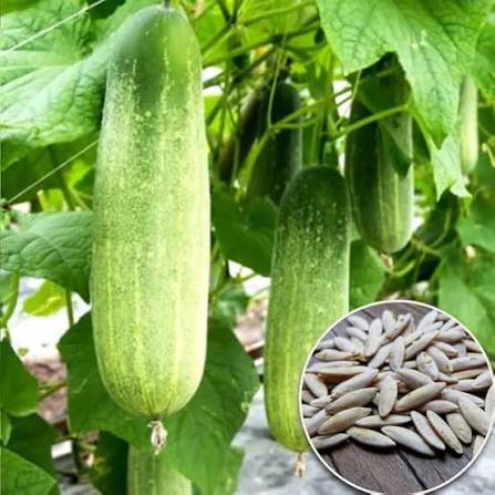 Green Cucumber Seeds for Planting