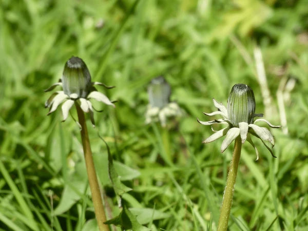 Green Dandelion flower seeds