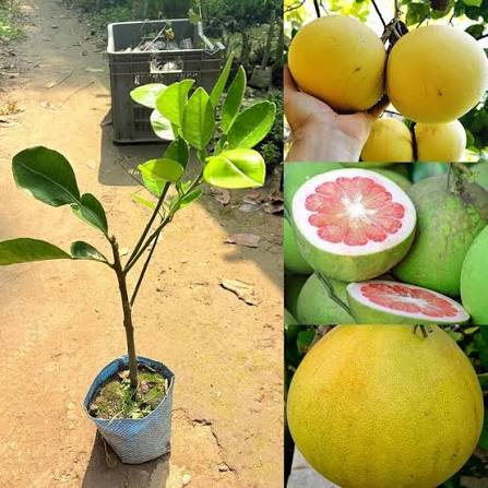 Green Grapefruit Fruit Seeds for Planting – Heirloom Non-GMO Garden Seeds
