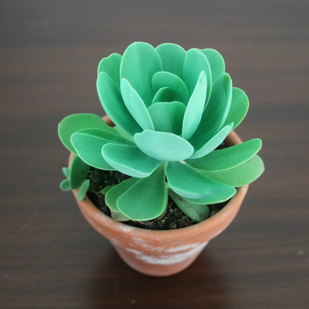 Green Kalanchoe Thyrsiflora succulent plant with broad paddle-shaped green leaves