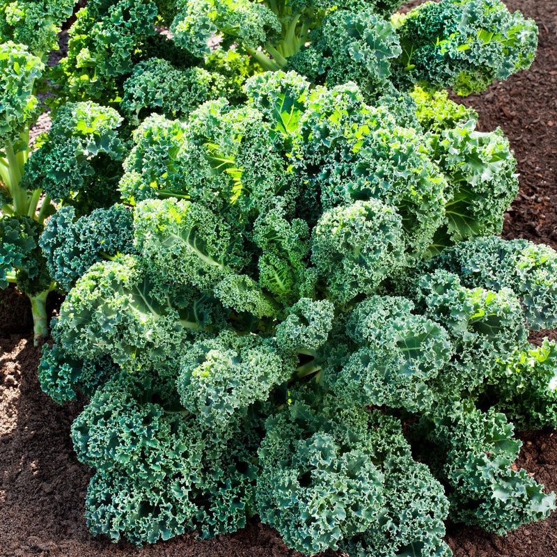Green Kale Seeds for Planting – Heirloom Non-GMO Garden Seeds
