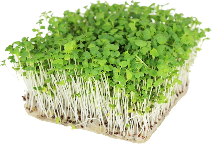 Green Mizuna Mustard vegetable plants with fresh serrated green leaves