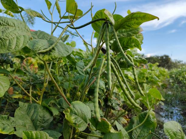 Mung Bean Seeds for Planting with green mung bean pods growing in a home vegetable garden