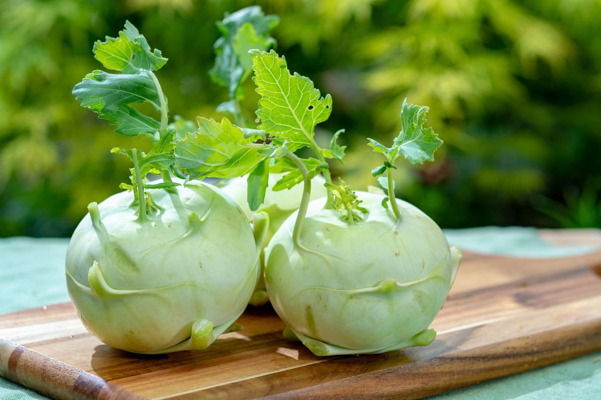 Fresh green Noolkol kohlrabi growing in garden