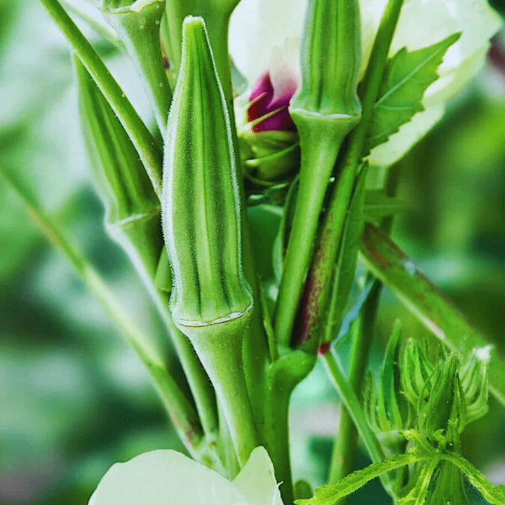 Green Okra Seeds