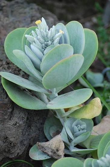 Green Kalanchoe Thyrsiflora succulent plant with broad paddle-shaped green leaves