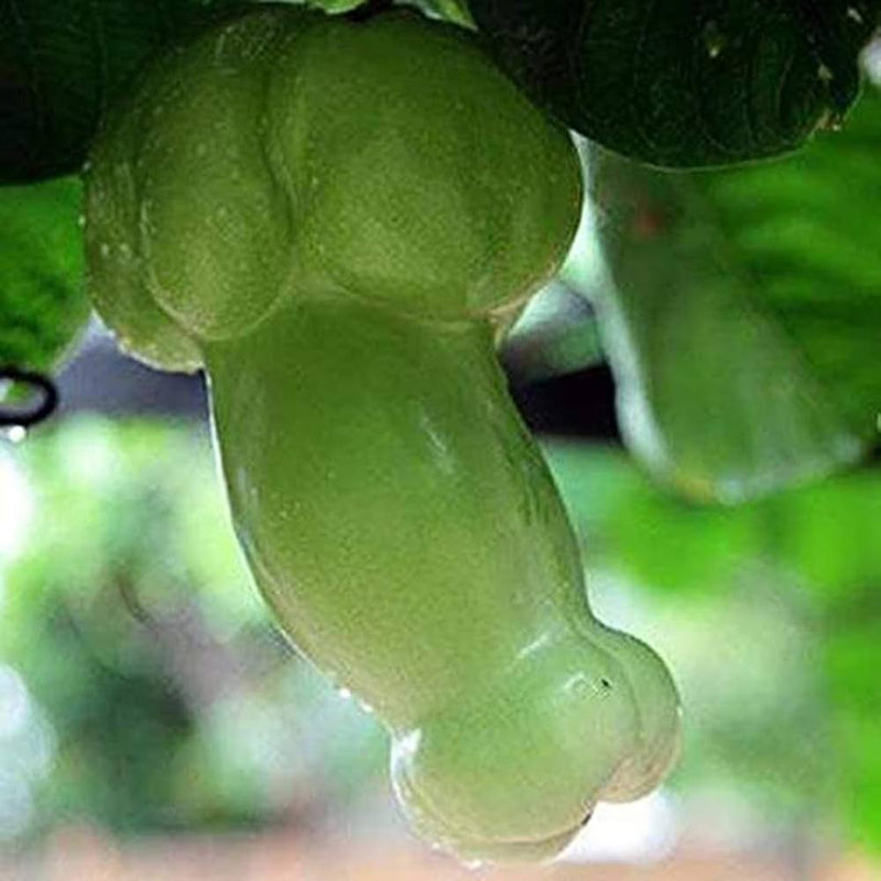 Snake Melon Seeds for Planting – Heirloom Garden Seeds