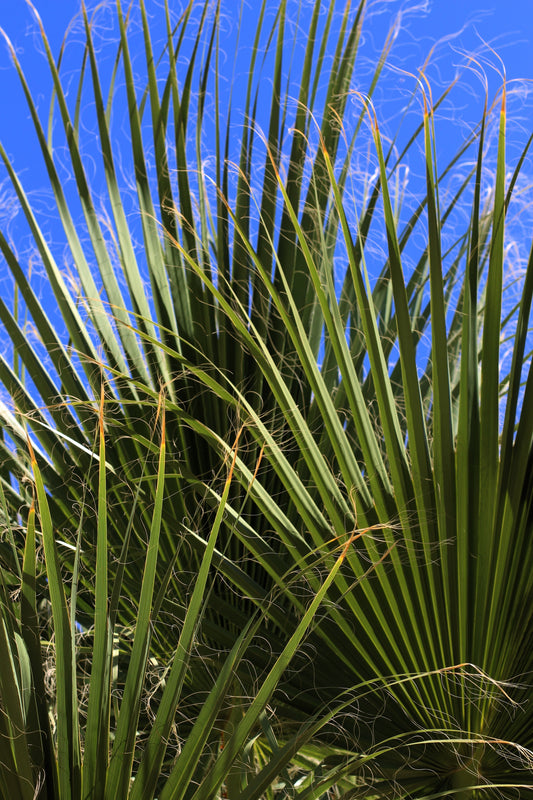 saw palmetto seeds