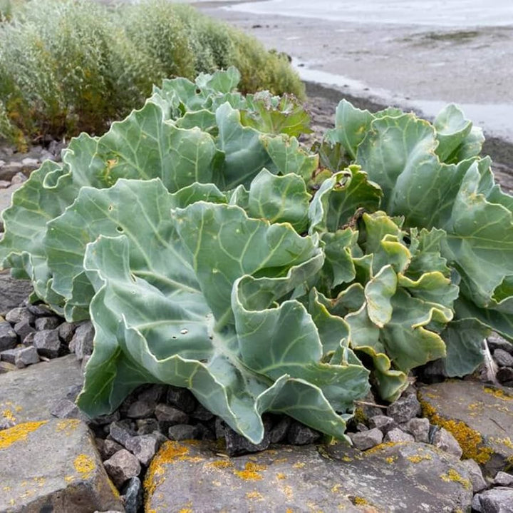Sea Kale Seeds