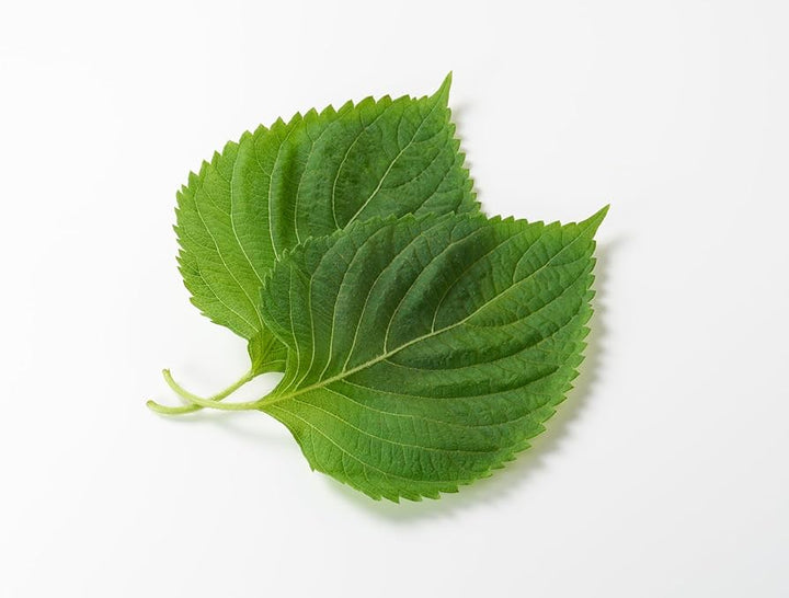 Green Shiso Herb Seeds for Planting – Heirloom Non-GMO Garden Seeds