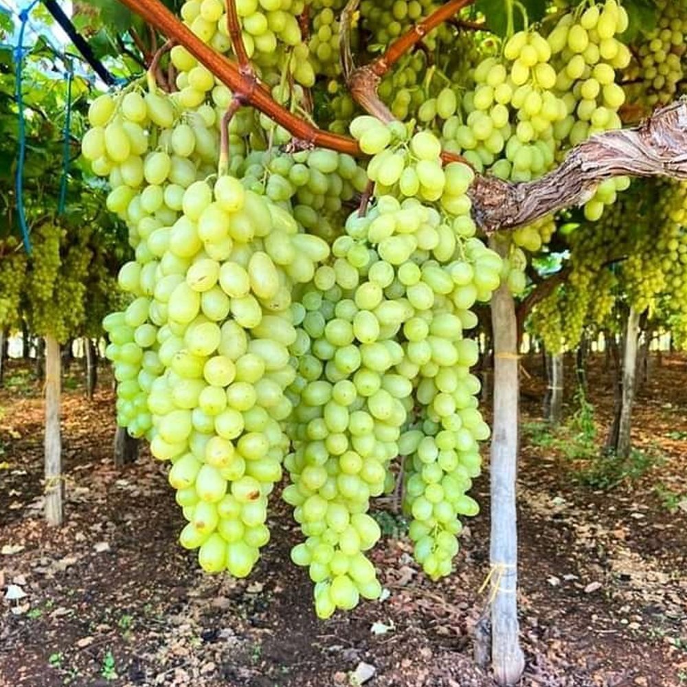 Seedless Grape Fruit Seeds for Planting – Grape Garden Seeds