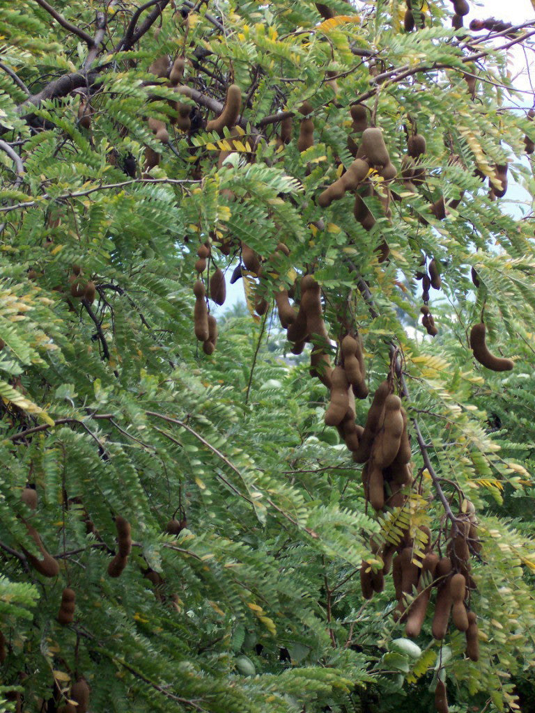 Green Tamarind Tree Seeds for Planting – Heirloom Tropical Fruit Tree Seeds