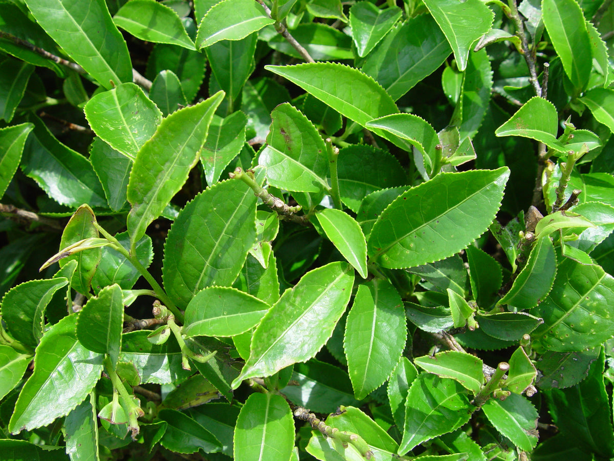 Green tea plant growing with glossy green leaves