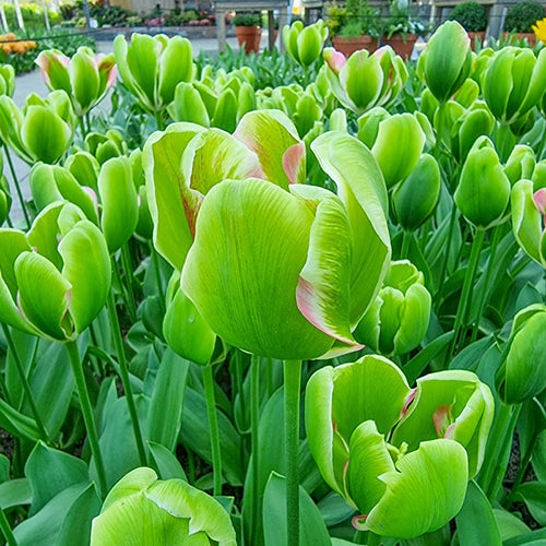 Green Tulip flower seeds