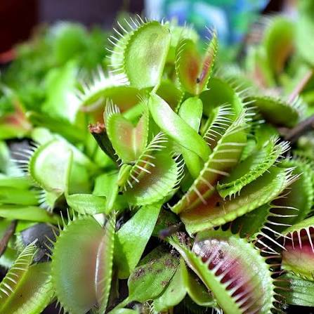 Green Venus Flytrap Growing in Container