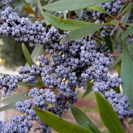Green Wax Myrtle Seeds for Planting – Heirloom Non-GMO Garden Seeds